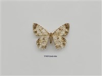 藏品(尺蛾209)的圖片